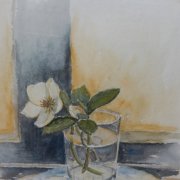 Schneerose 21x28 Aquarell | Comments: 8