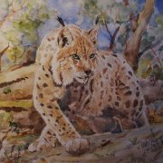 Luchs Aquarell 35 x 28