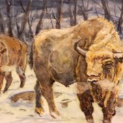 Wisent im Schnee  Aquarell  29x39